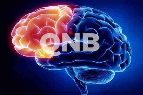 Quantum Neuro Biology Techniques