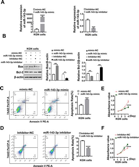 exosomal mir 143 3p promotes apoptosis and inhibits growth in kgn download scientific diagram