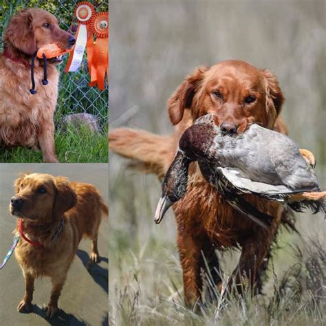 They are heavier boned, thicker coats, and weigh more than 10 pounds on average than their field counterparts. CAN/AM FIELD BRED GOLDEN RETRIEVERS