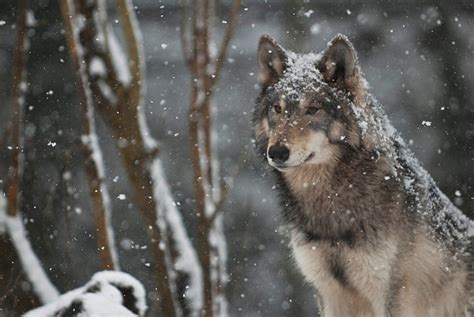 Hd Wallpaper Wolf Pack 1080p Hd Snow Winter Snowing Animal Themes