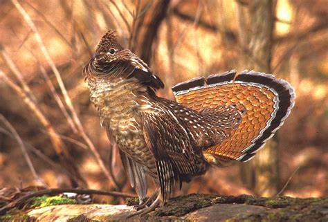 Ruffed Grouse And West Nile A Review Of The Binomial Distribution