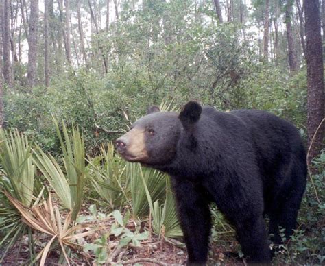 Florida Bear Hunt Limited To 320 Bears Grand View Outdoors