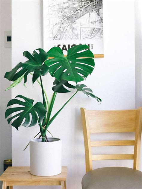 The 8 Best Indoor Plants For Homes In India