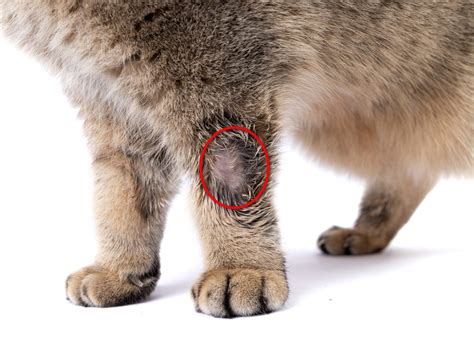 Ringworm In Cats Symptoms Diagnosis Transmission And Treatment