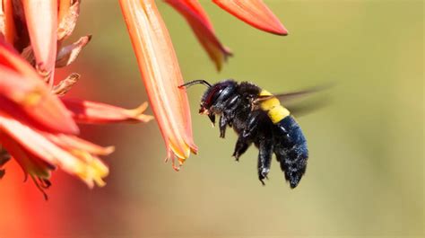Carpenter Bee Sting Identifying Treating Preventing