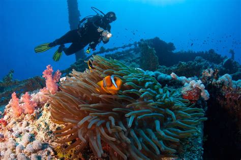 Scuba Diving In The British Virgin Islands Bvi
