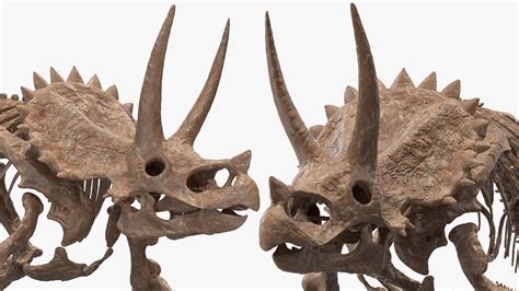 3d Triceratops Skeleton Fossil Model Turbosquid 1505255