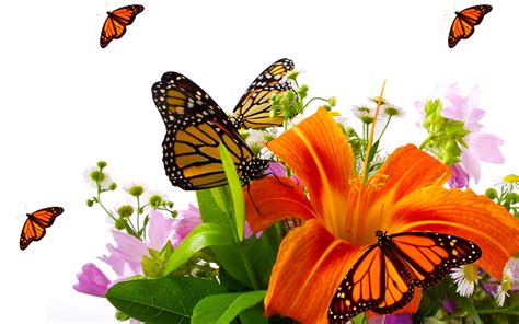 Lilies And Orange Butterflies Wallpaper For Widescreen Desktop Pc