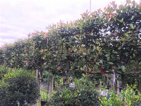 Wyndham grand plaza royale changsheng jiangyin. Photinia red robin pleached | Green Mile Trees Green Mile ...