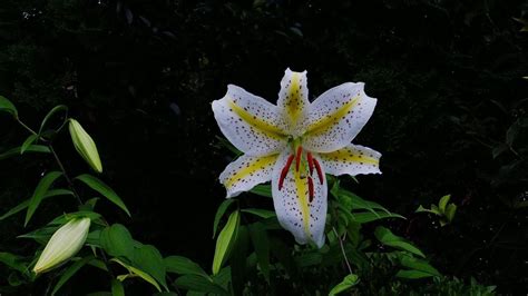Download Forest Lily Flower Desktop Wallpaper