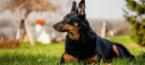Doberman Mix With German Shepherd 25 Things Every Owner Should Know