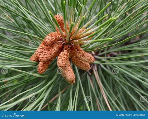 Pine Tree Flowers Stock Image Image Of Green Lumber 32087193