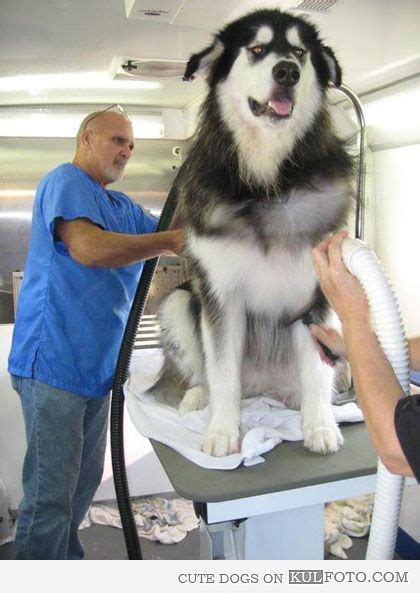 What Is The Largest Breed Of Husky