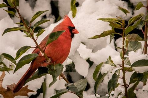 Red Male Cardinal In Snowy Bush Stock Photo Download Image Now