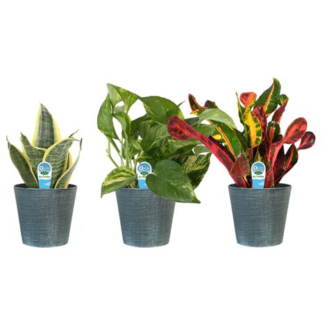 Costa Farms Live Indoor 10in Tall Plants With Benefits In 4in Décor