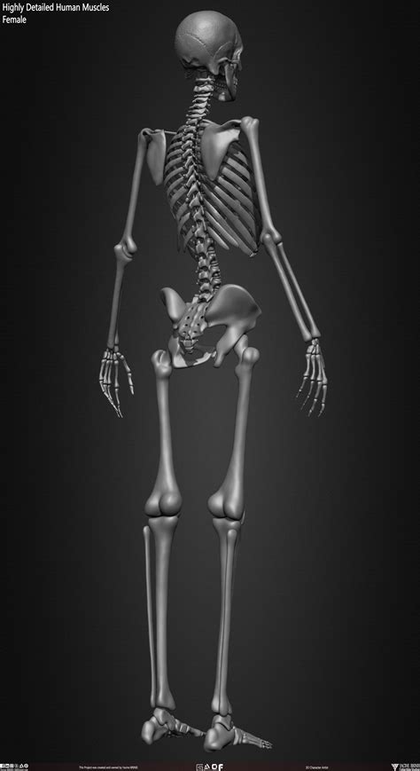 3d Model Highly Detailed Human Female Skeleton Vr Ar Low Poly
