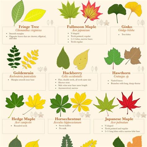 Fall Leaf Identification Guide Best Infographics