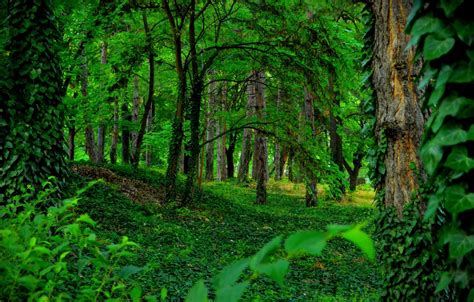 Details 100 Green Forest Background Hd Abzlocalmx