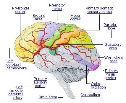 Otak Bagian Depan Sinau