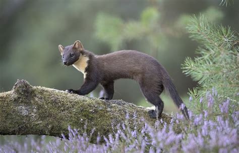 Pine Marten Animals Scottish Animals Pine Marten