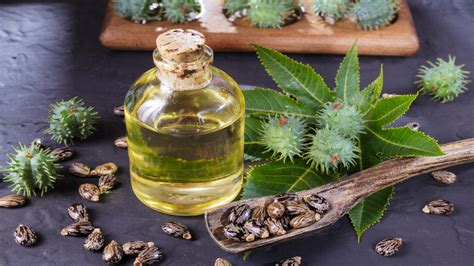 Castor oil cleansing definitely improve the gut bacteria in our colon but as it as not a direct way. Castor Oil For Healthy And Beautiful Hair | beauty & care ...