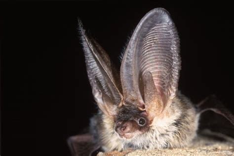 This Little Fellow Is The Grey Long Eared Bat Common Across Europe And