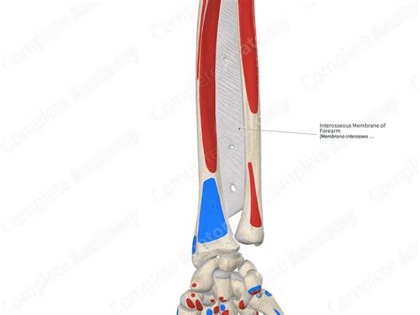 Interosseous Membrane Of Forearm Complete Anatomy