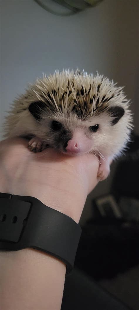 Cream Cheese Relaxing On My Hand Album On Imgur