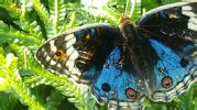 Butterfly protocol aim to create a decentralized autonomous organization (dao) that will replace the dns system and change the economics of domain ownership. Kuala Lumpur Butterfly Park Malaysia - Photo Gallery