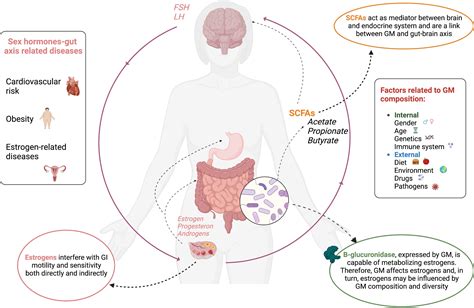 Frontiers Precocious Puberty And Microbiota The Role Of The Sex Hormonegut Microbiome Axis