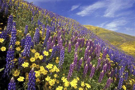 Mountain Flowers Hd Wallpaper Background Image 3000x2000