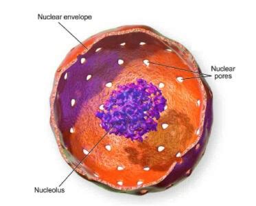 Cells are often called the building blocks of life. Cell Nucleus: Definition, Structure and Functions ...