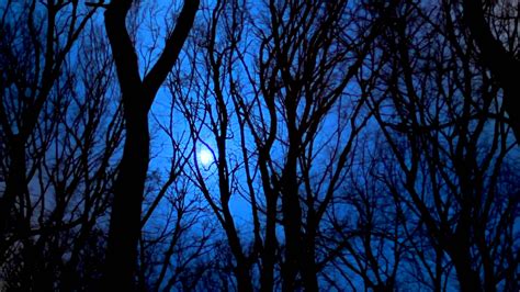 Night Forest Wallpapers High Quality Download Free