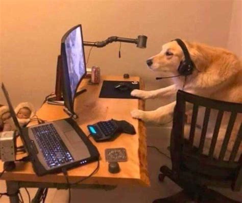 Perro Gamer Dog Games Funny Animals Memes