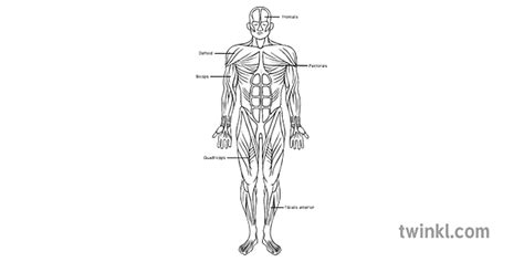 Muscular System Labelled Black And White Twinkl