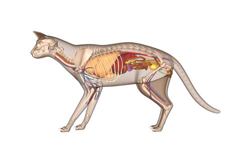 Szkielet kota file:skeleton diagram of a cat.svg. Feline anatomy | How It Works Magazine