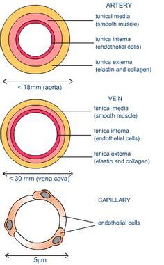 It is a central communication that unites the internal carotid and vertebrobasilar systems. Cross section of an artery, vein and capillary | amazing nurse | Heart diagram, Science diagrams ...