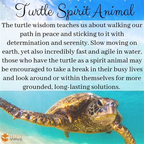 Turtle Spirit Animal Turtle Totem