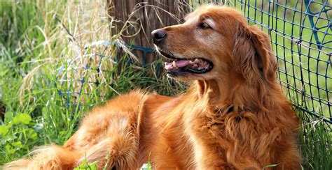 Golden Retriever Breed Information The Ultimate Guide Breed Advisor