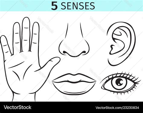 Five Human Senses Royalty Free Vector Image Vectorstock