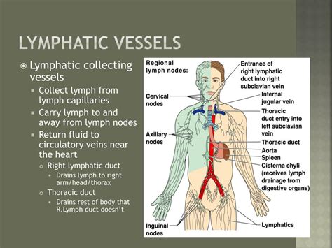 Lymphatic Vessels Diagram