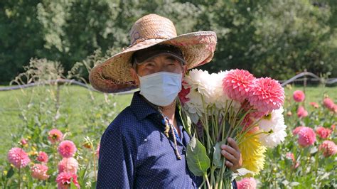 How to help Hmong flower farmers in Western Washington | king5.com