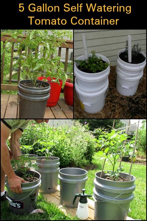 Grow Your Own Tomatoes By Building A 5 Gallon Self Watering Tomato