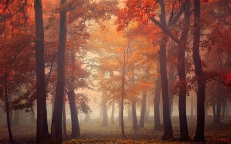 Mist Trees Fall Leaves Red Park Morning Sunrise