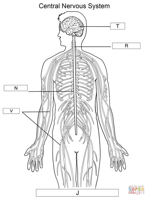 Diagram of the human nervous system. 30 Label The Parts Of The Nervous System - Labels Design ...