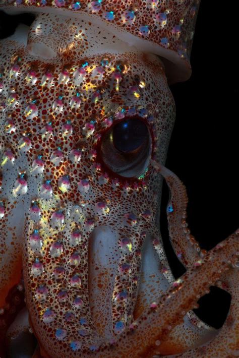Creature Feature Strawberry Squid Bioluminescent Animals Creature