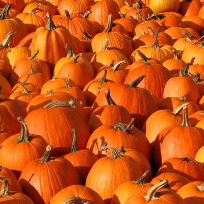 A halloween quiz with answers to play with friends and family online, including the if you're planning to play quiz master for virtual halloween celebrations on 31 october, allow us to help with our. Pumpkins - Autumn Photo (35540964) - Fanpop
