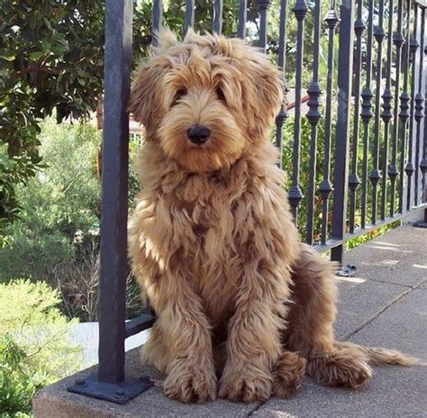 This haircut is also known as the goldendoodle puppy cut. 17 Best images about goldendoodles on Pinterest | Love that dog, Puppys and Haircuts