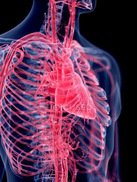 3d Rendered Illustration Of Human Heart — Myocardium Cardiovascular