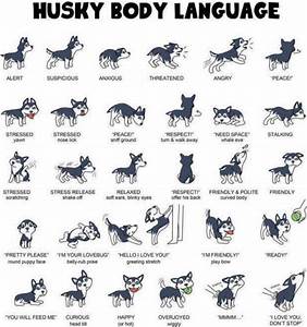 Husky Body Language Husky